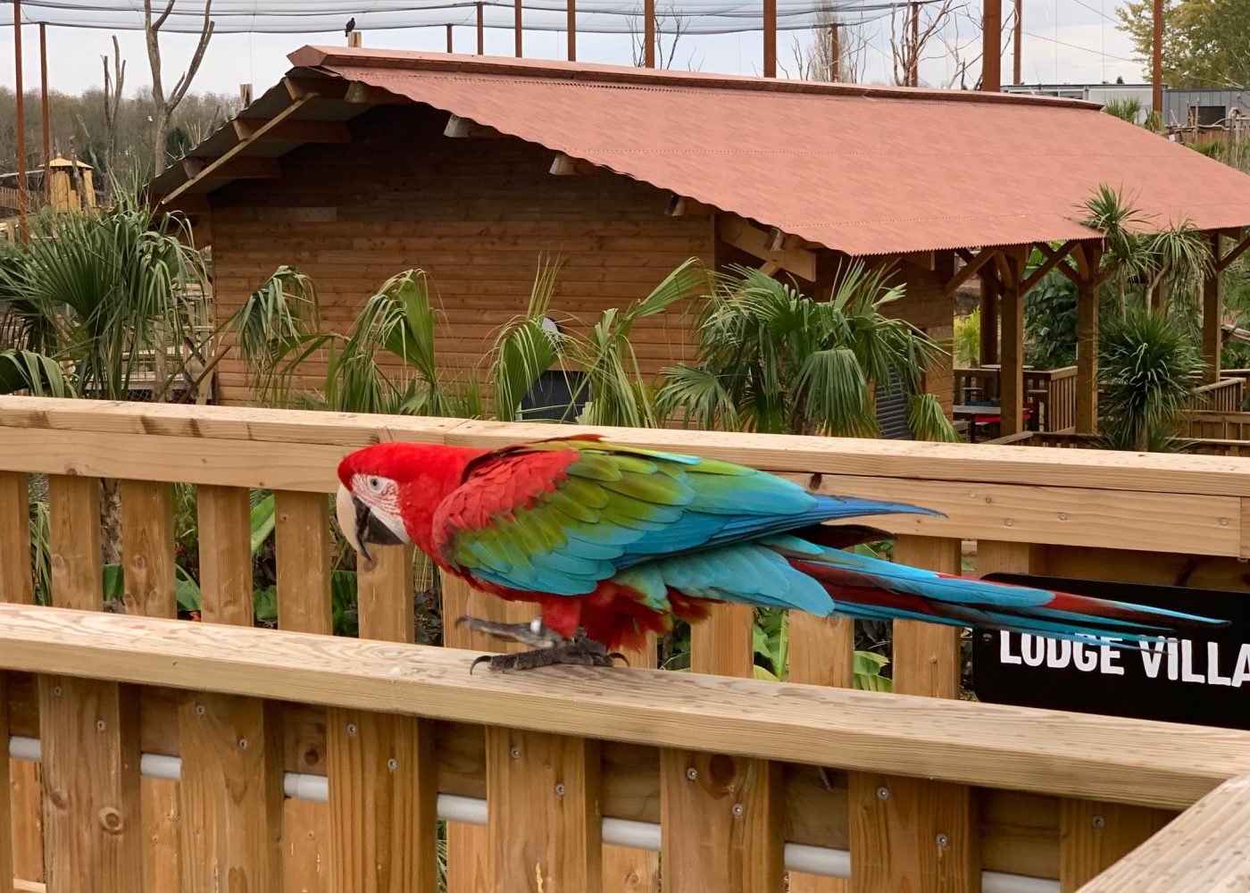 Parrot World perroquet lodge passerelle OTP 1400x1000 1