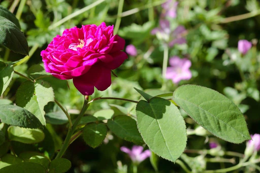 Rose de Rescht du jardin du musee cred Yvan Bourhis 1024x683 1