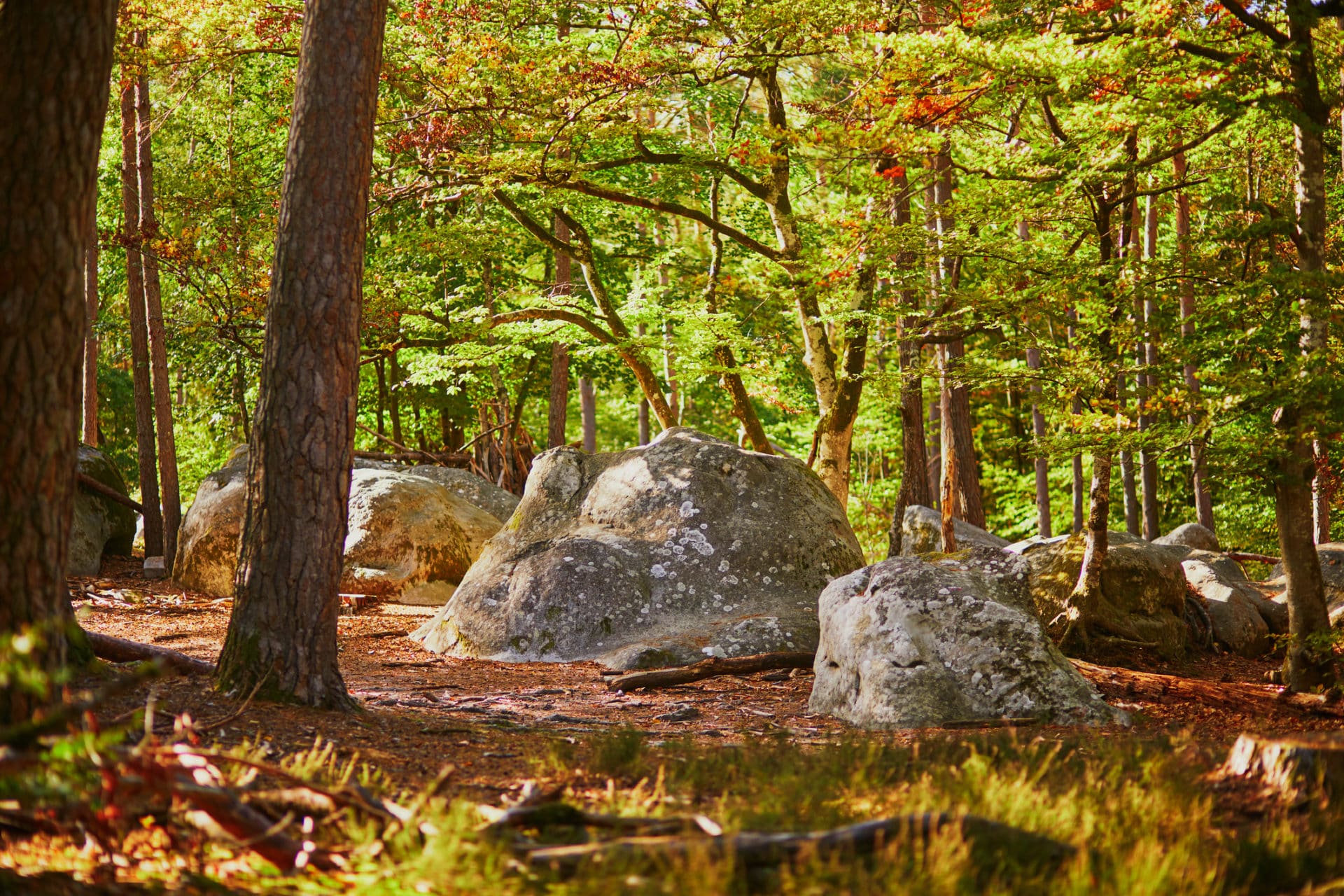 Randonner en forêt de Fontainebleau cet automne