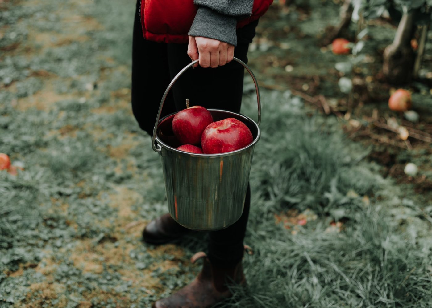 photo principale recolte pommes a la main vergers bio agriculture se regaler jus de pommes cidre seine et marne vivre en grand 77 priscilla du preez