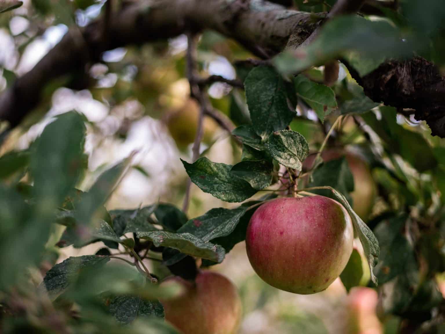 pommes verger naturel bio agriculture se regaler seine et marne vivre en grand 77 aaron burden J4dgSuiZaik unsplash 1536x1152 1
