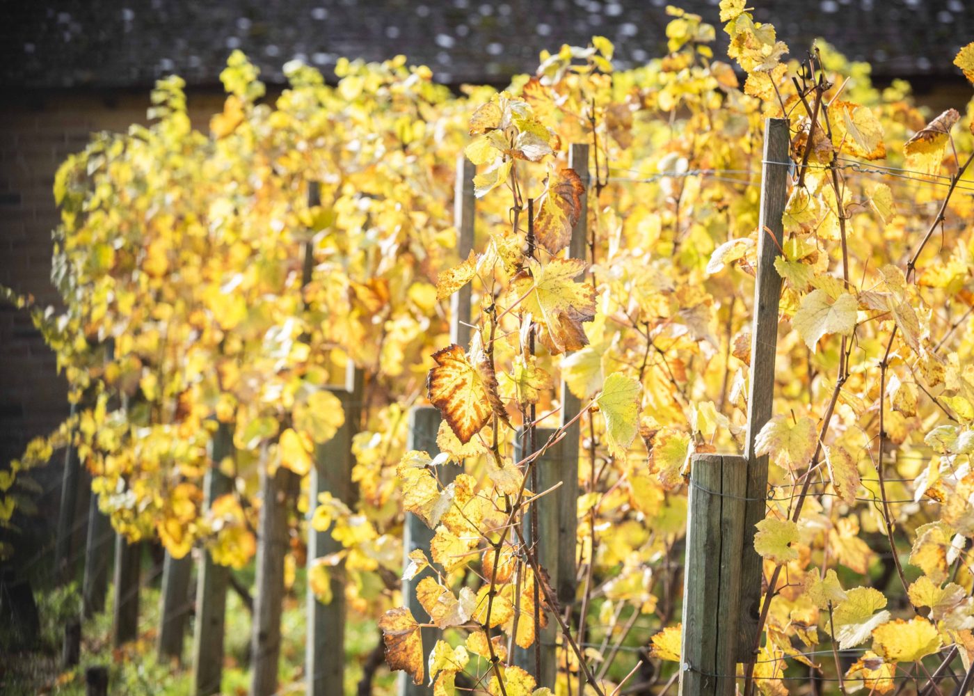 vignes en seine et marne decouvertes domaines viticoles vins 77 ©SMA cbadet