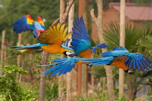Parrot World Vol de Aras carnaval seine et marne 77©Stephan BONNEAU