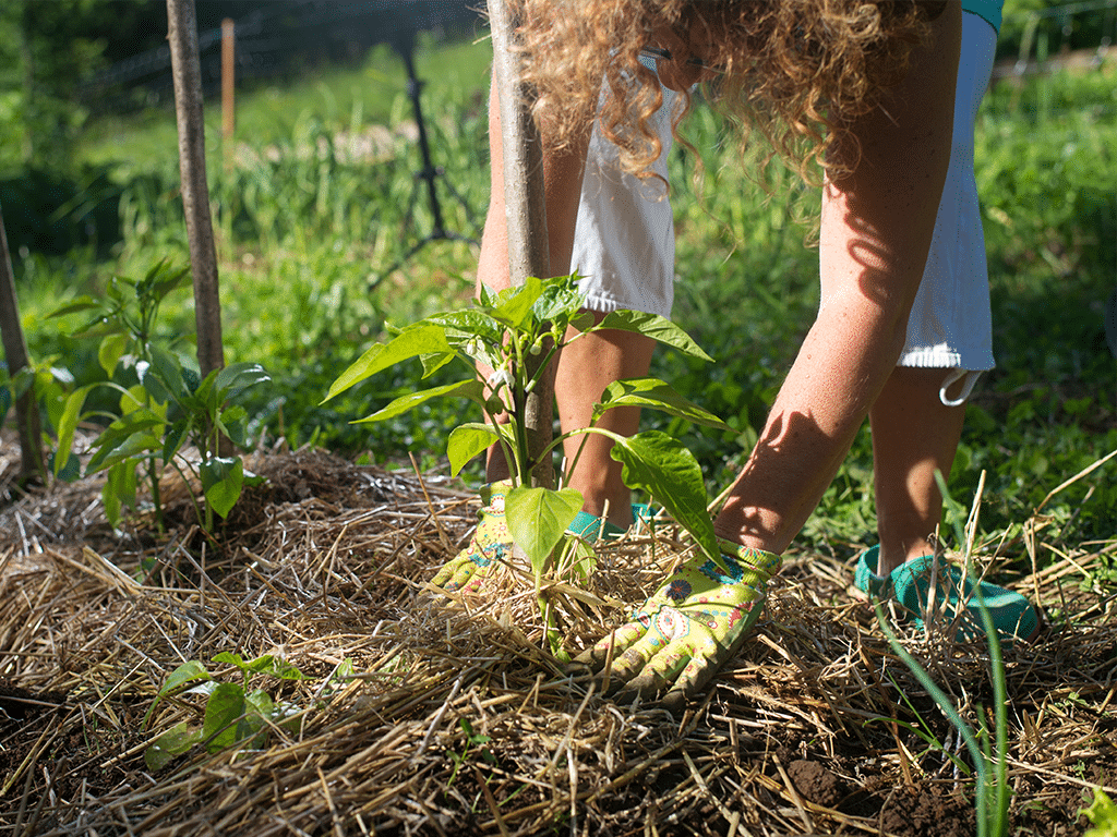 Enrichir et proteger la terre pour obtenir des vegetaux en pleine sante