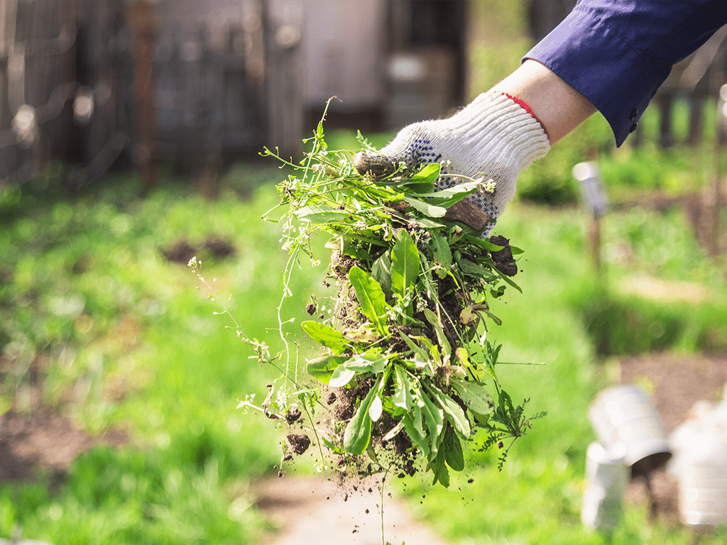 Nettoyer et elaguer pour aider votre jardin a se renouveler