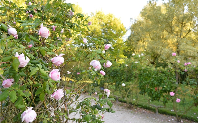 jardin remarquable roseraie provins seine et marne 77 1