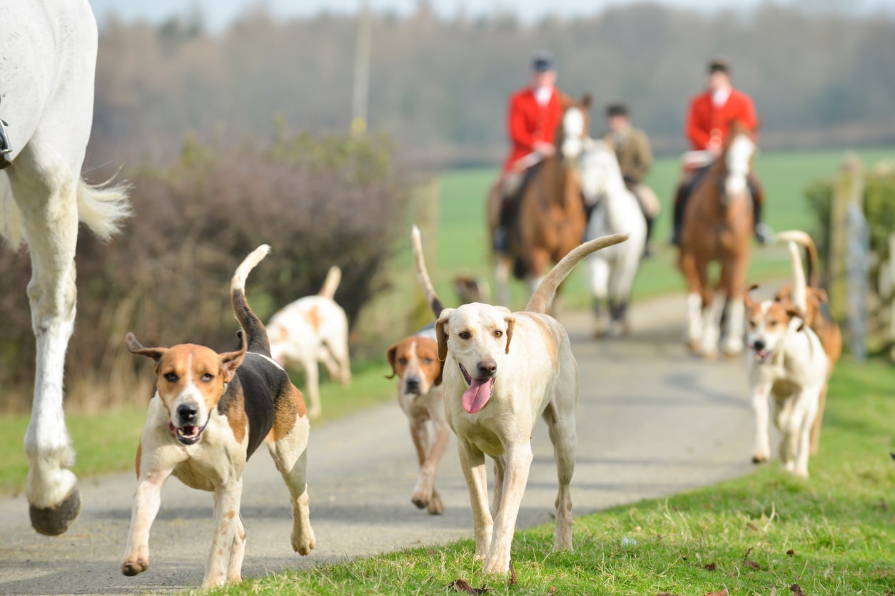 Hounds running by horse as they go out with the hunt. Huntsmen in red follow behind as they enjoy a day hunting in the English countryside.